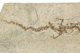 Fossil Salamander (Chelotriton) - Gracanica, Bosnia #191717-3